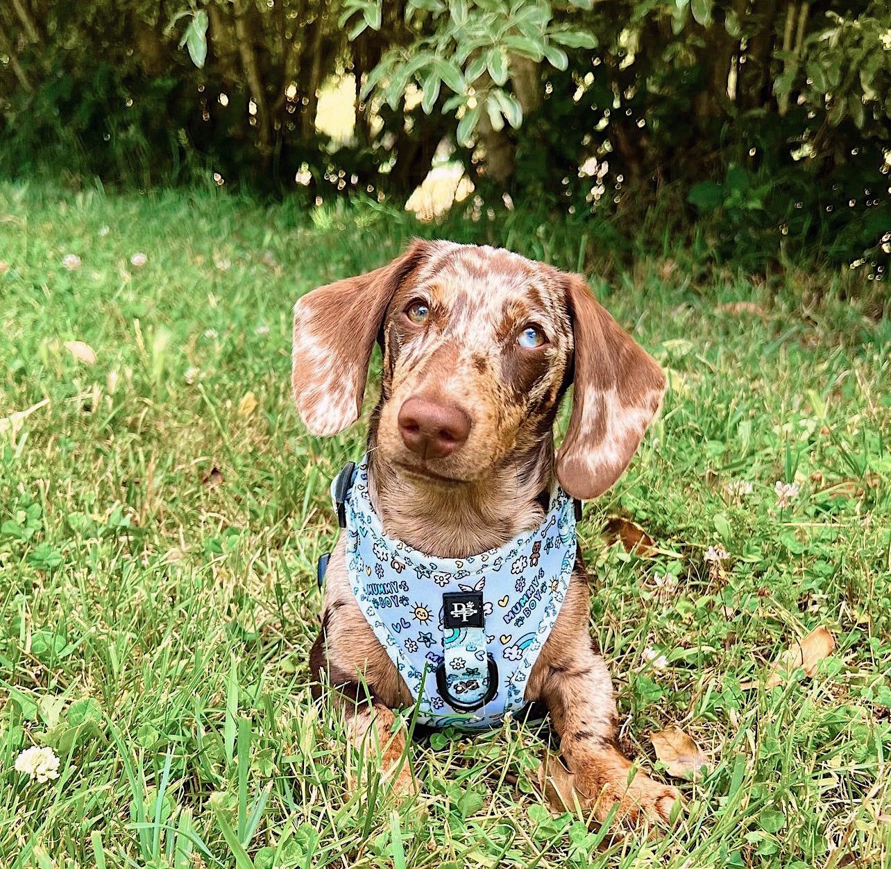 Pawsitivity harness outlet